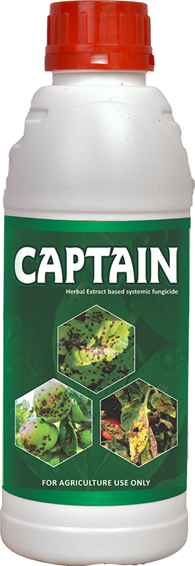 Captain